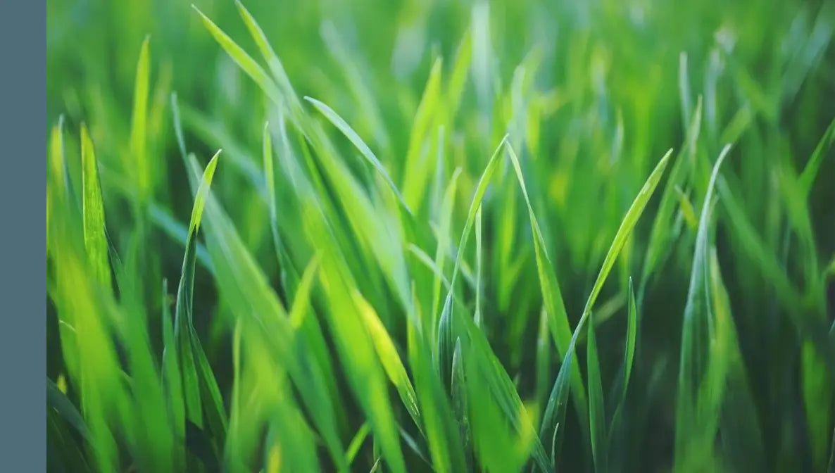 Fresh Cut Grass & Greenery scented candle fragrance from Custom Candles L.A.