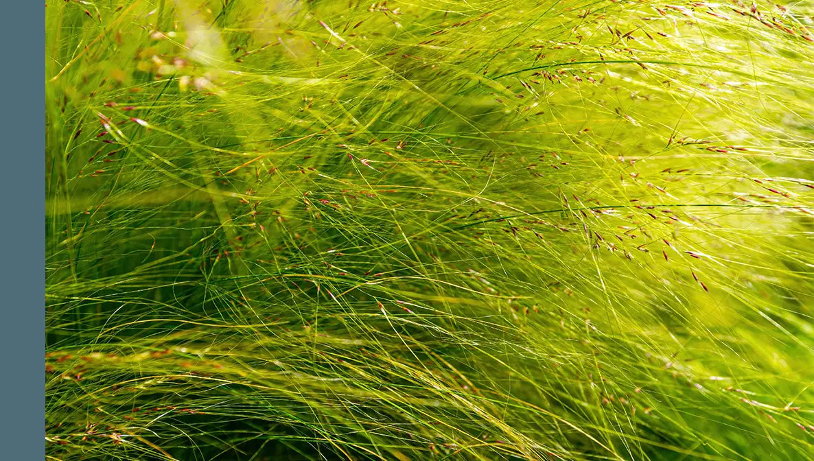 Cedarwood Vetiver

A crisp cedarwood fragrance layered with earthy, grassy notes of vetiver and patchouli, finished with sweet tobacco for a traditionally masculine scent with broader appeal.