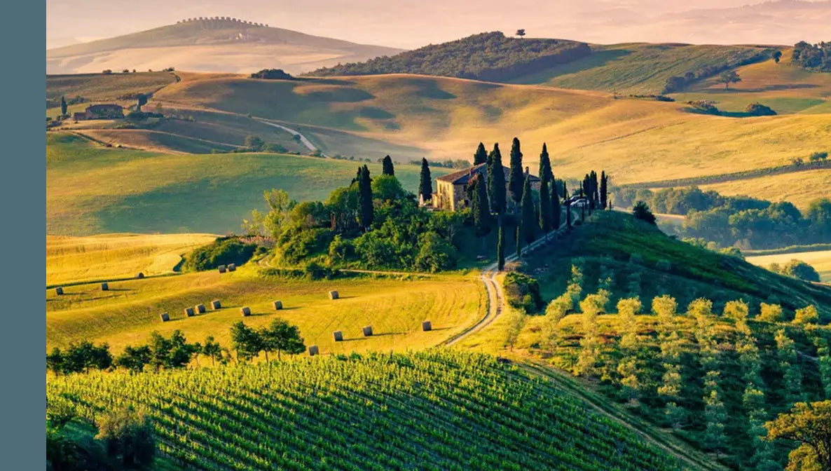 Green Fig & Bergamot

A sophisticated fragrance favored by luxury hotels, blending luscious ripe fig with softly powdery citrus notes.