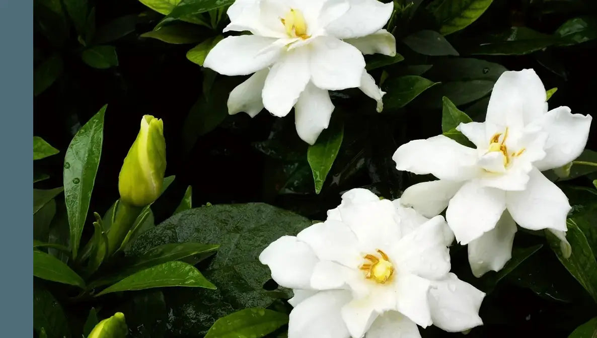 White Gardenia scented candle fragrance from Custom Candles L.A.