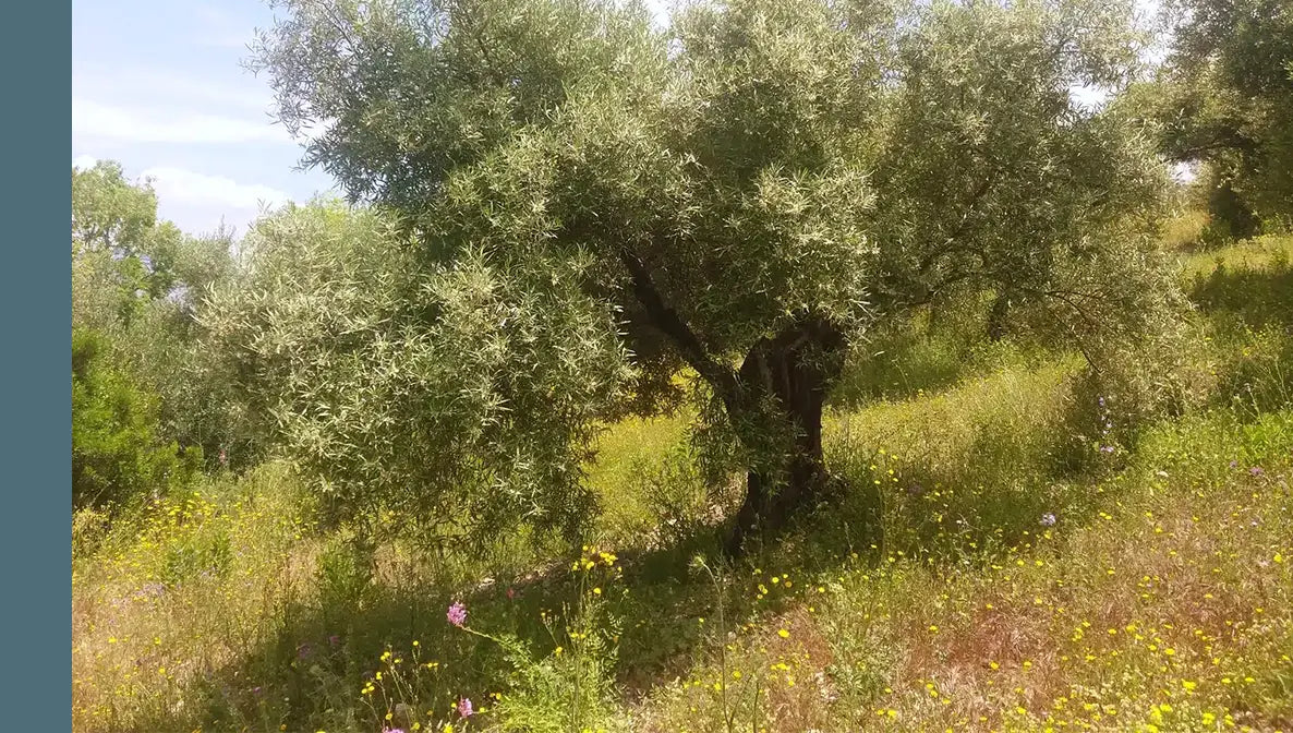 Sorrento Olive, Lemon & Sage

A bright, green blend of olive leaf, sage, and lemon that captures the effortless luxury of the Italian countryside.