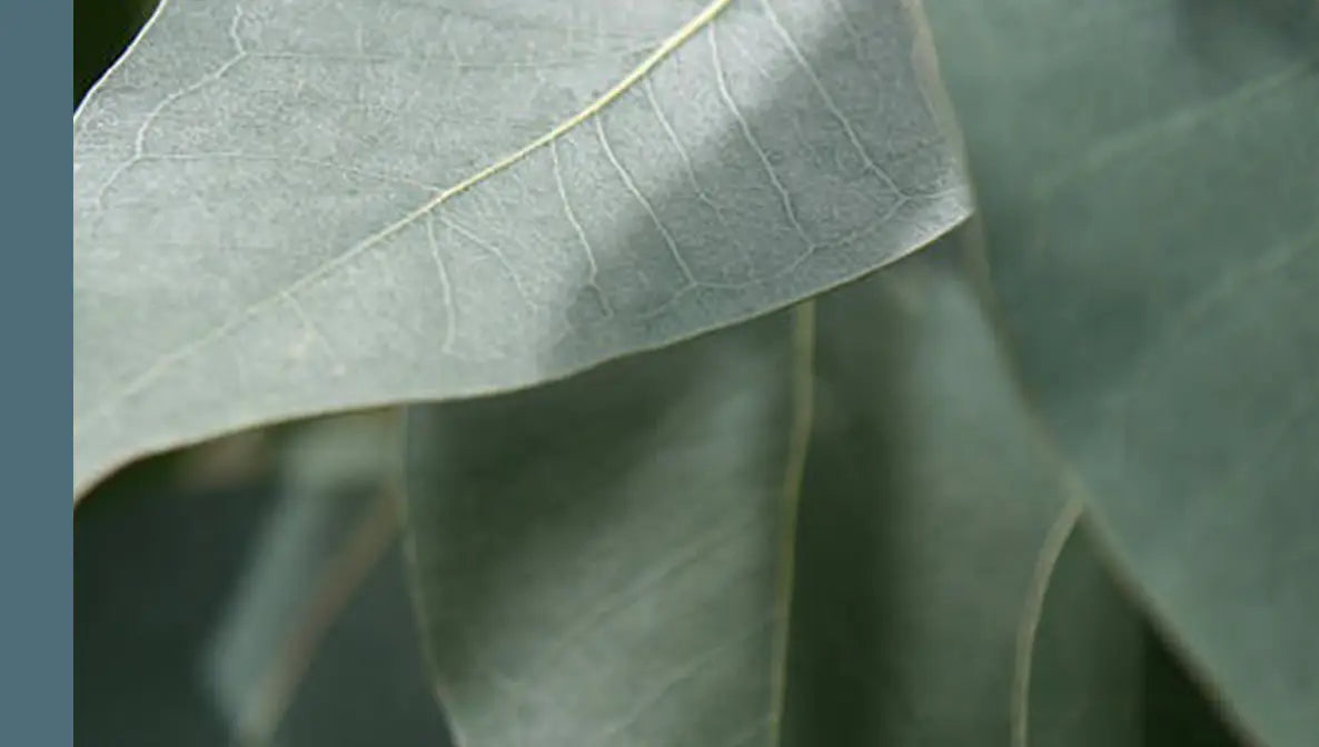 Australian Eucalyptus Essential Oil

A camphorous, crisp fragrance that is entirely natural, steam-distilled from eucalyptus leaves and renowned for its refreshing, clarifying properties.