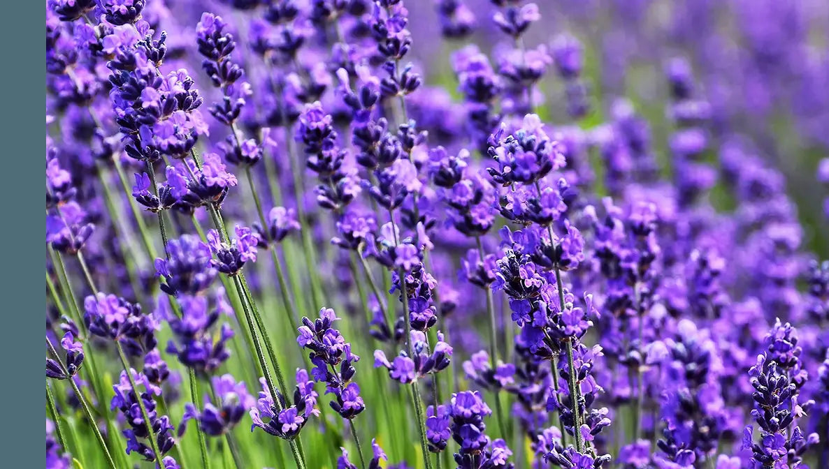 French Alpine Lavender EO scented candle fragrance from Custom Candles L.A.