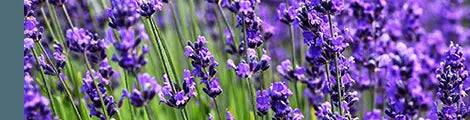 French Alpine Lavender Essential Oil

An aromatic floral fragrance that is entirely natural, steam-distilled from lavender flowers and prized for its calming, soothing qualities.