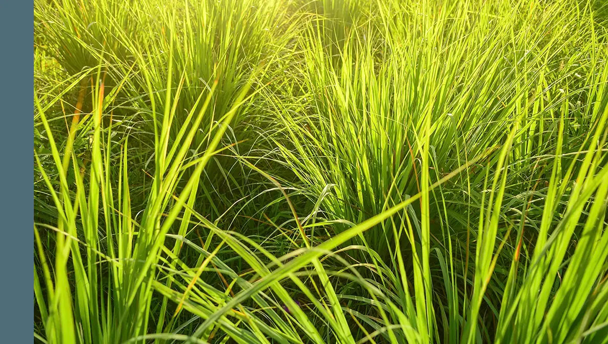 Lemongrass Essential Oil 

A bright, grassy citrus fragrance that is entirely natural, steam-distilled from lemongrass stalks and valued for its natural insect-repellent properties, similar to citronella.

