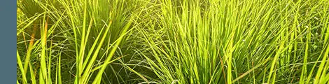 Lemongrass Essential Oil 

A bright, grassy citrus fragrance that is entirely natural, steam-distilled from lemongrass stalks and valued for its natural insect-repellent properties, similar to citronella.